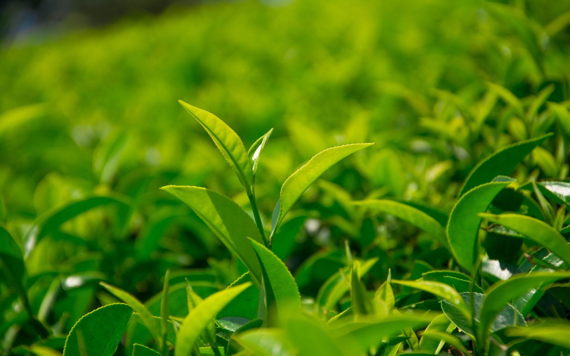 簡小葉說茶|綠茶真的會傷胃嗎？