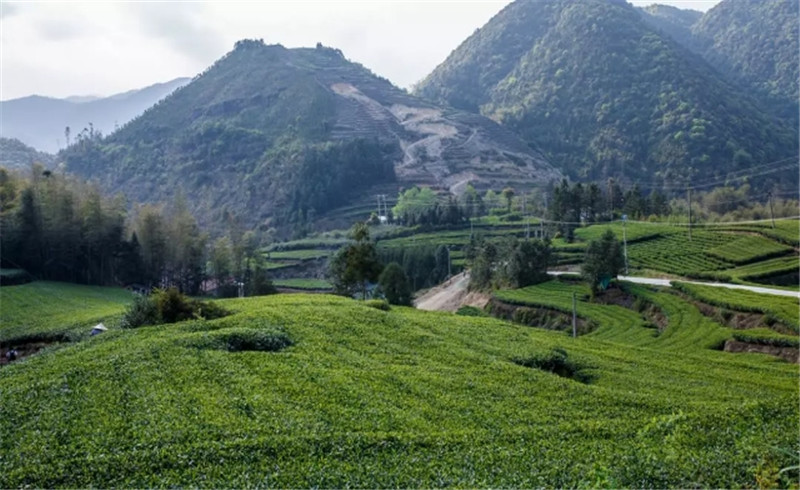 開卷有益｜對(duì)茶葉農(nóng)殘多一些了解，才能喝到好茶。