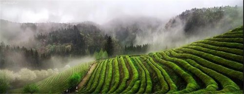 開卷有益|高山茶，有哪些優點？